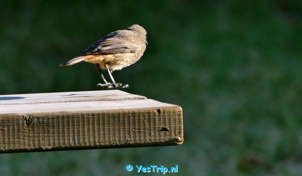 xxx Bird at the camping in Bize-Minervois, France